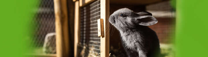 kleintierstall kategorieeinstiegsbanner